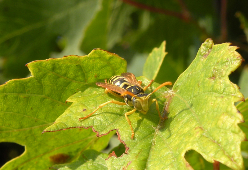 Probabile Odynerus sp. e maschio di Polistes gallicus